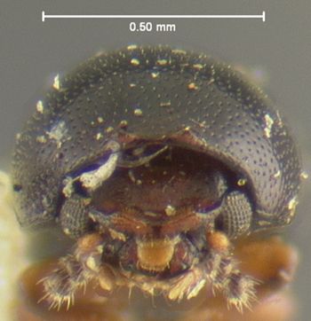 Media type: image;   Entomology 31284 Aspect: head frontal view